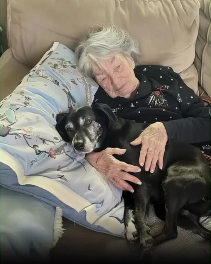 I Was the Only One Who Cared for Grandma’s Dog — What I Found Out Later Changed Everything
