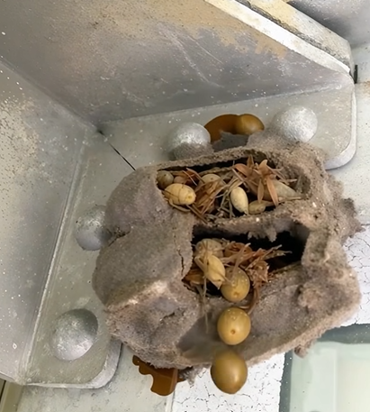 The Hidden Memory I Discovered in the Dusty Corner of My Garage — and How It Changed Everything