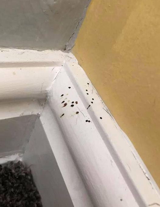 If You Notice These Small Black Specks in Your Kitchen, Here’s What They Might Indicate