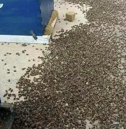 Why Bees Matter: Understanding Their Role in Our Environment