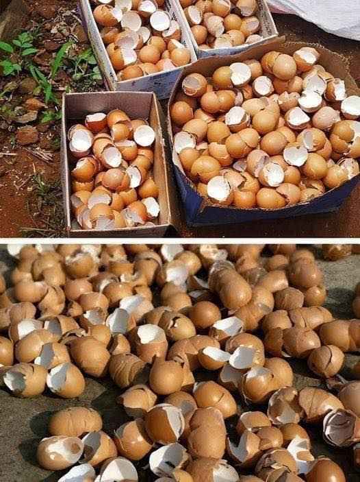 Don’t Throw Away Your Eggshells—Here’s Why They Can Be Surprisingly Useful