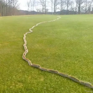 Unexpected Discovery in the Grass Leads to a Startling Realization