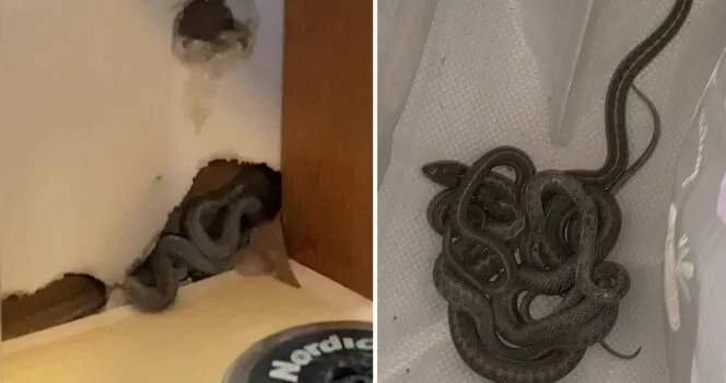 Family Moves Into New Home and Makes an Unexpected Discovery