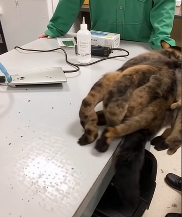 A Street Rescue That Turned Into a Heartwarming Story of Hope and Transformation