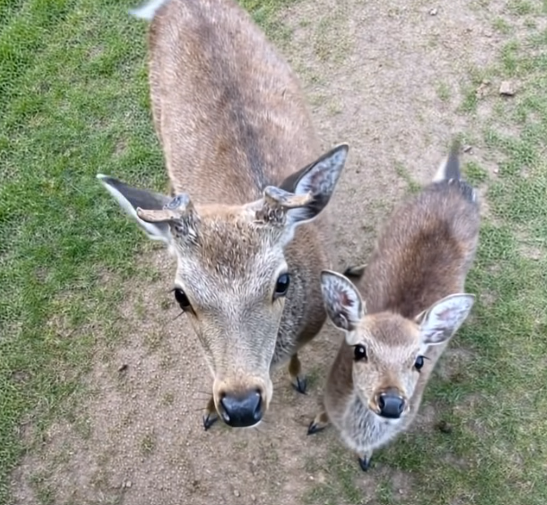 The Gentle Visitors and the Secret Hidden in the Woods