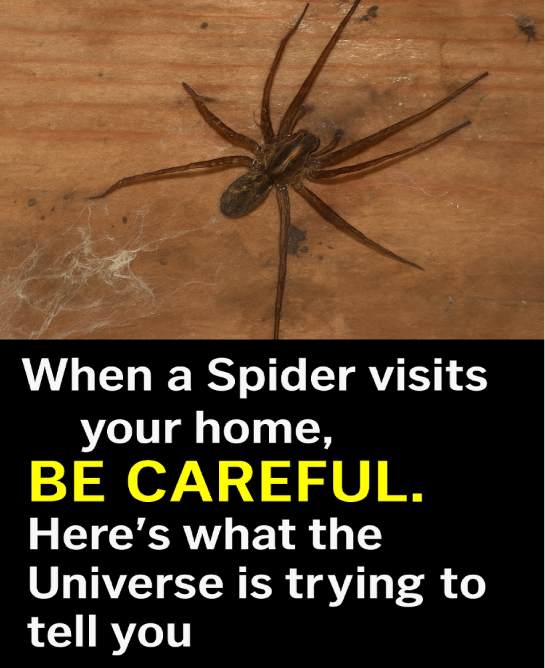 What It Really Means When You Discover a Spider Inside Your Home