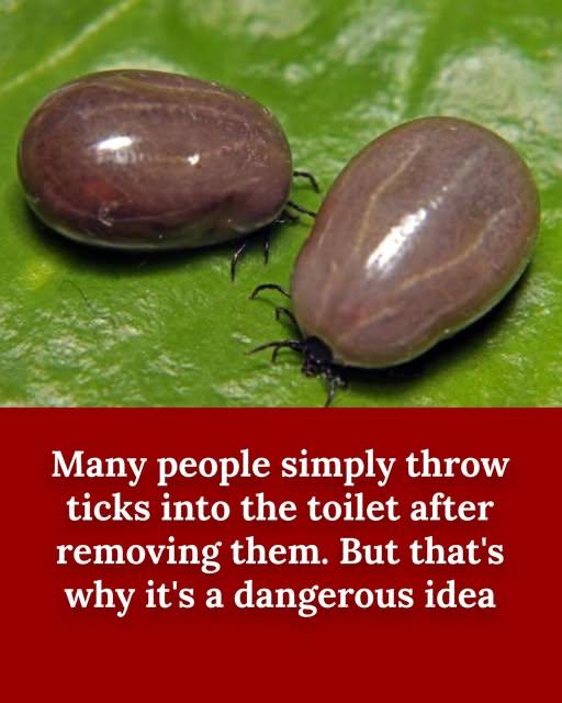 The Ongoing Challenge of Ticks: Essential Information for Homes Near Wooded Areas