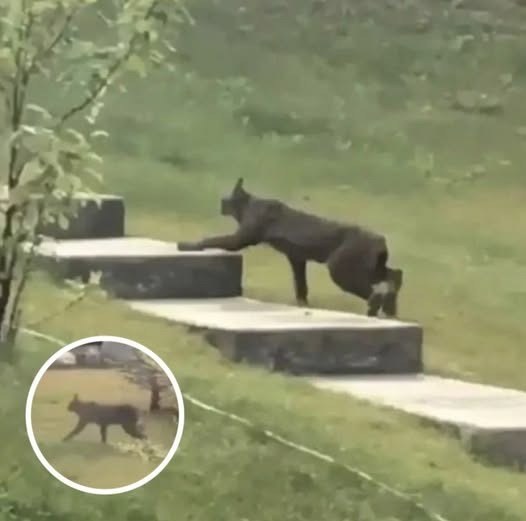 Rare Dark-Furred Canada Lynx Photographed on Camera for the First Time