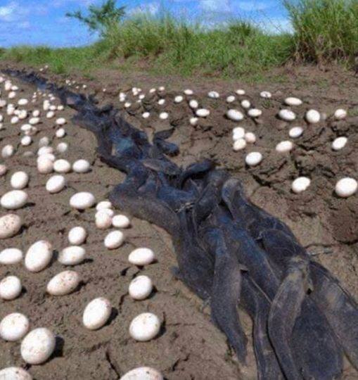 Farmer Discovers Unusual Eggs in His Field – What Emerges Leaves Him Deeply Moved