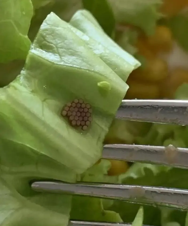 She Thought It Was Quinoa—Then She Looked Closer and Was Shocked by What She Found