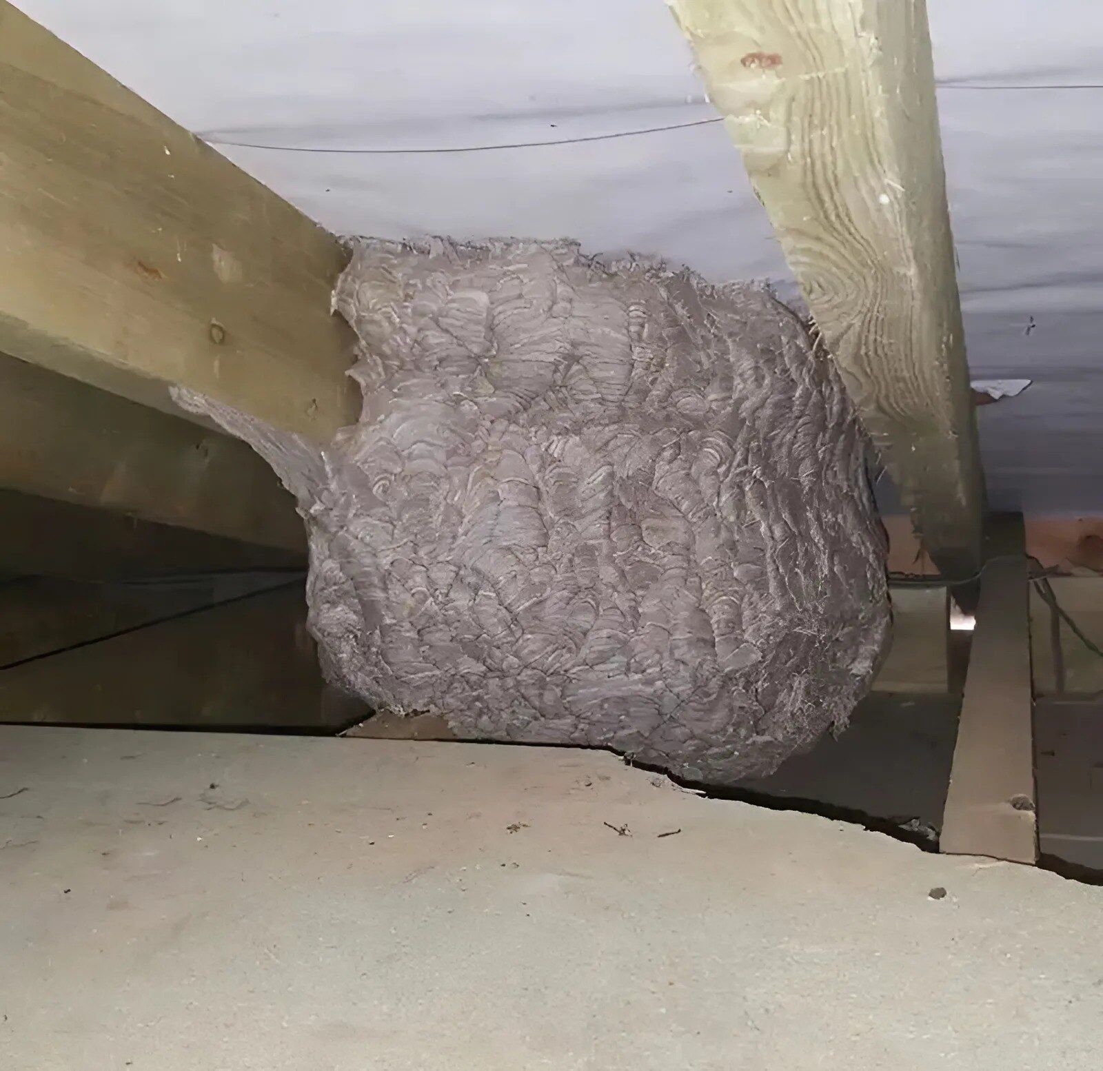 A Man Explores His Attic and Makes an Unexpected Discovery