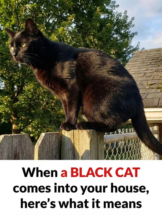 What It Can Mean When You Cross Paths with a Black Cat
