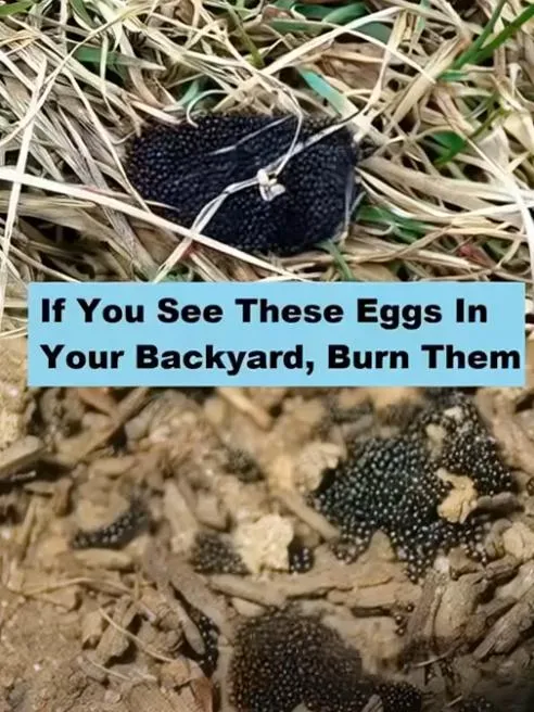 What to Know If You Notice Small Eggs in Your Backyard