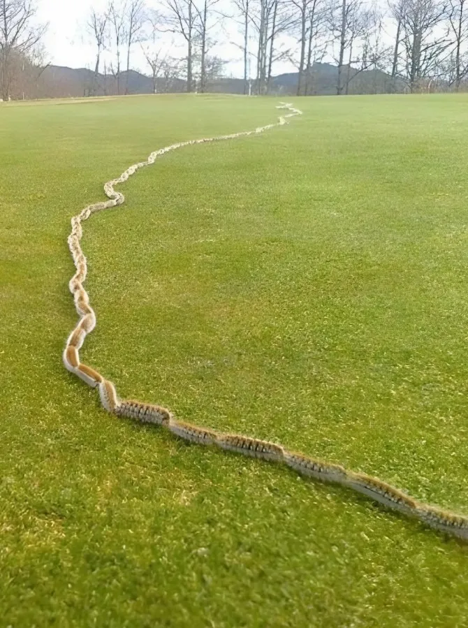 I Thought It Was Just a Rope in the Grass Until I Took a Closer Look