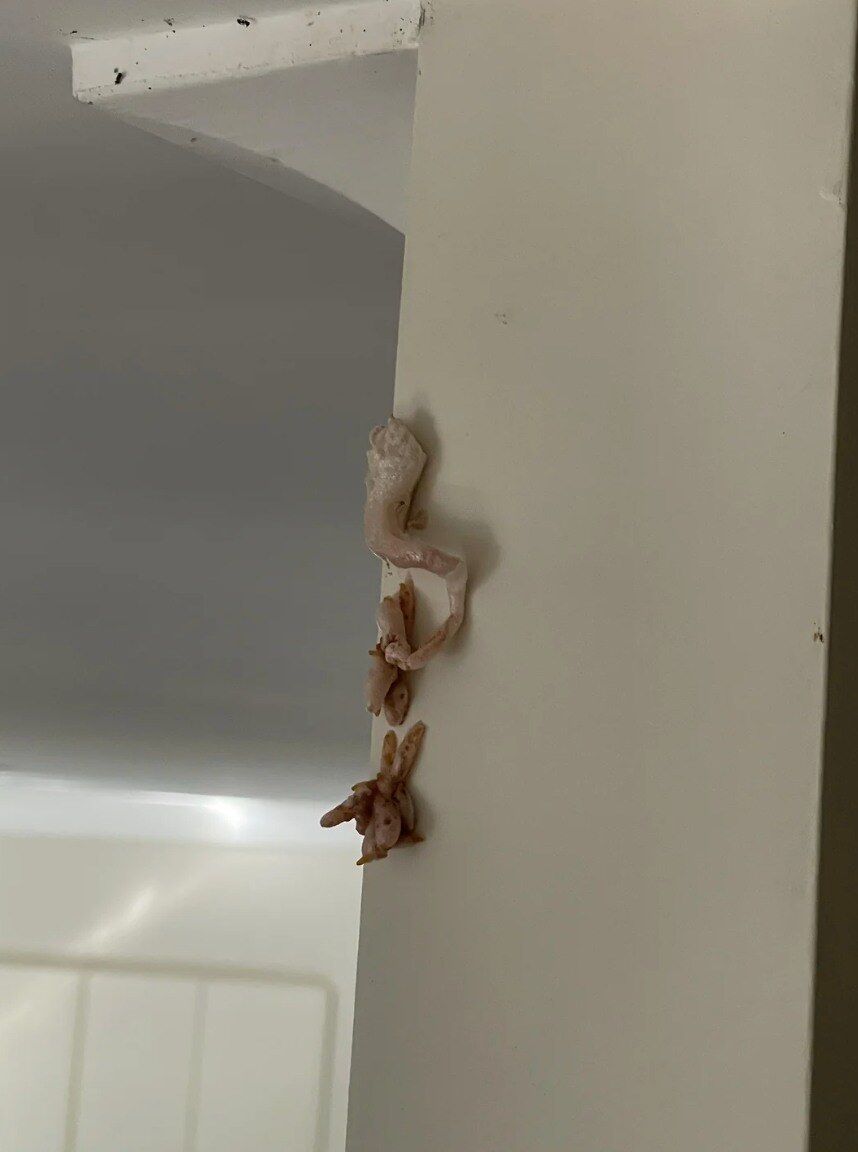 What a Pink, Crusty Buildup on Walls May Suggest About Your Home Environment