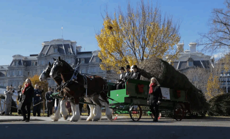 Melania Trump Welcomes the White House Christmas Tree with Elegance and Tradition