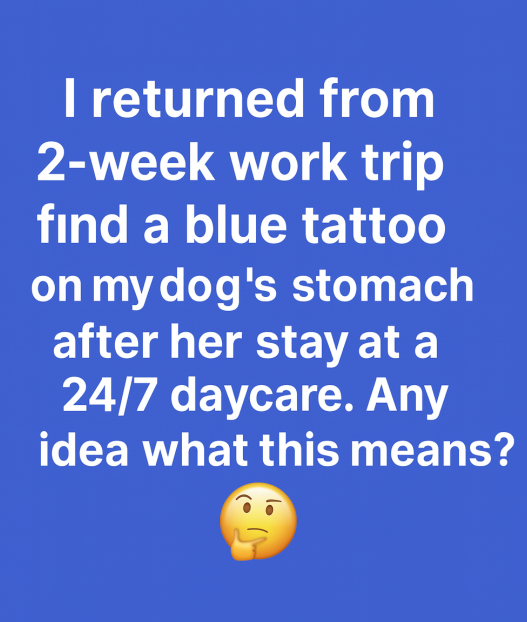 The Unexpected Experience I Had When Picking Up My Dog from a 24/7 Daycare