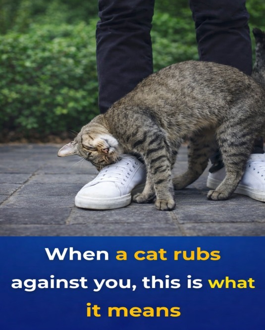 Why Cats Rub Against People and What This Behavior Communicates