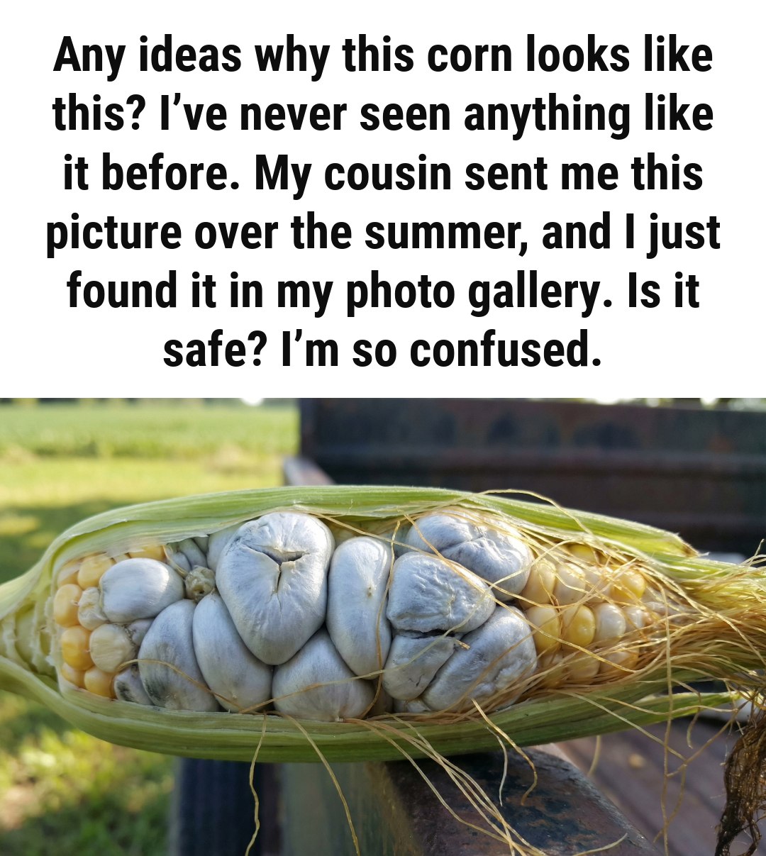 How to Identify Corn Smut and Determine If It’s Safe to Eat