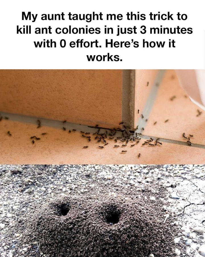 How to Eliminate Indoor Ants by Addressing the Root Cause