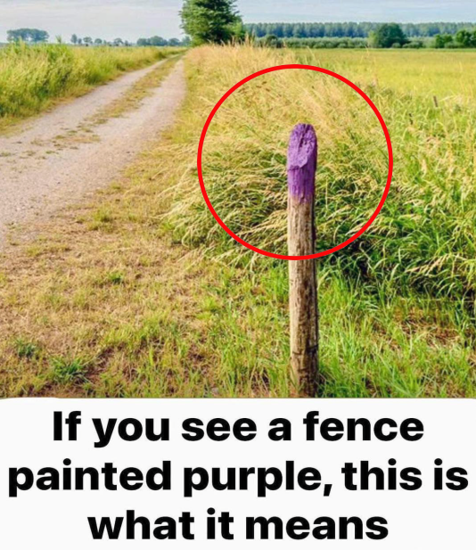 Why Some Fences Are Painted Purple and What the Color Represents