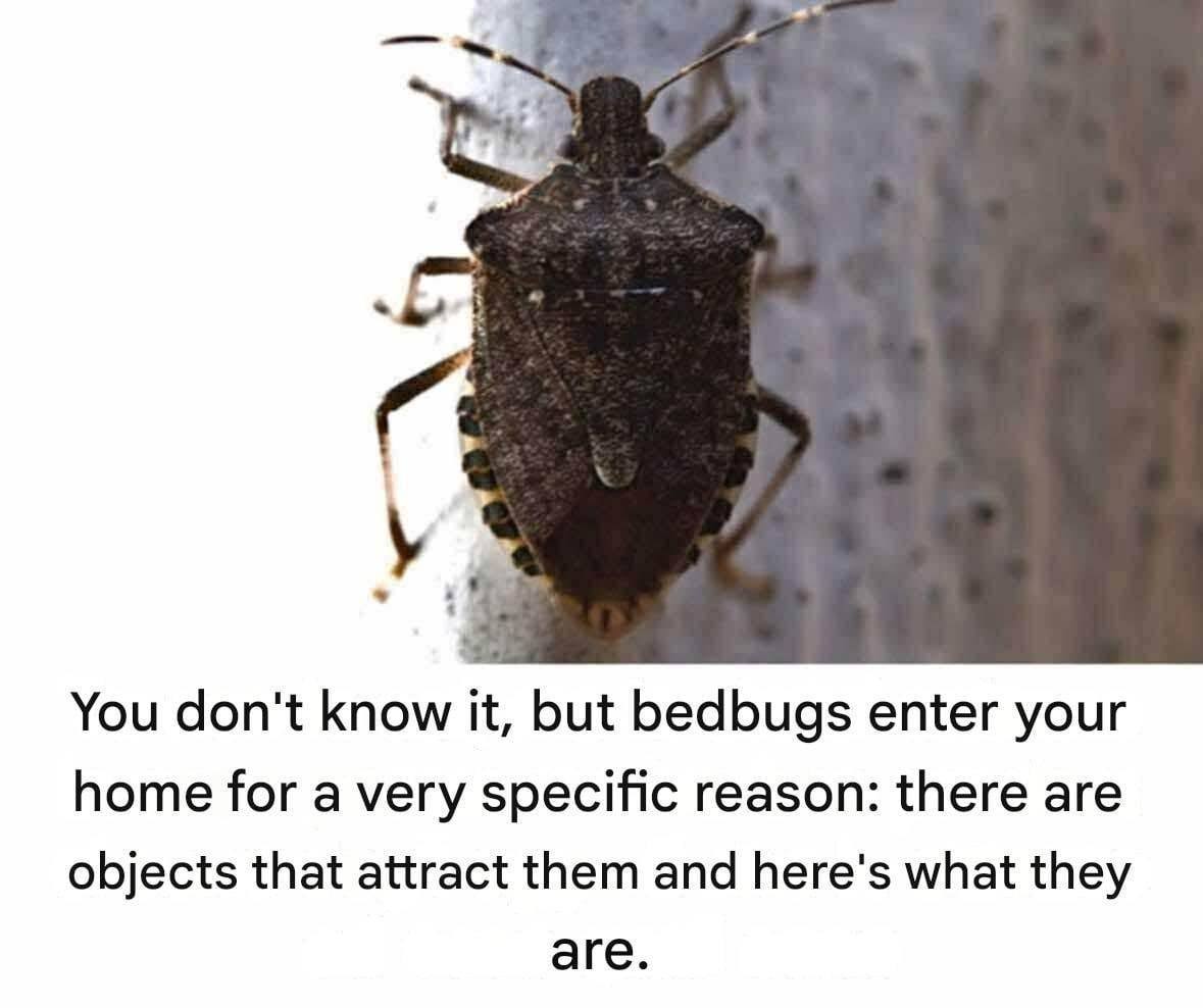 Important Clarification: This Common Insect Is Often Mistaken for a Bedbug