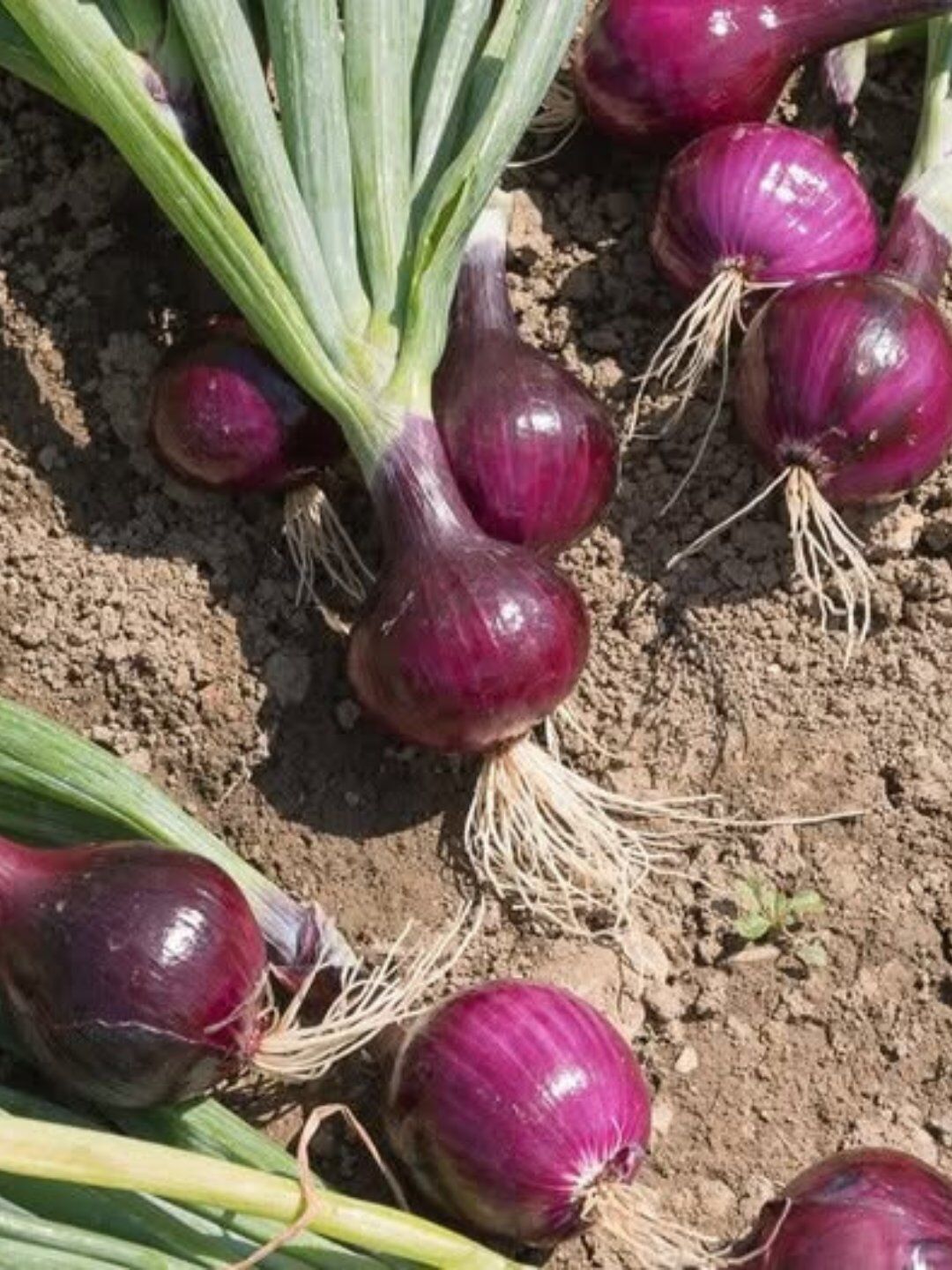 The Health Advantages of Including Onions in Your Regular Diet