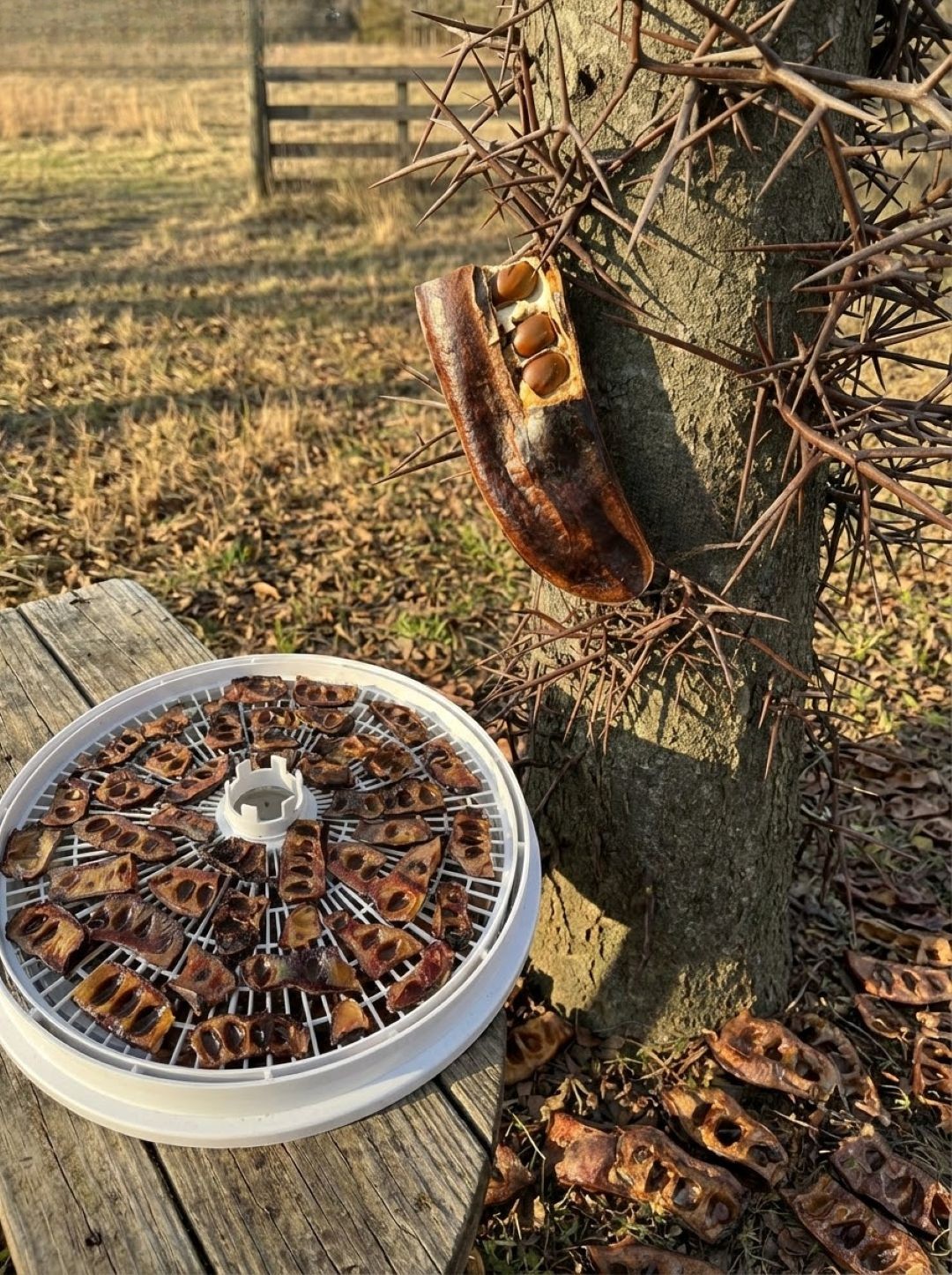 Unexpected Benefits Found Within a Well-Known Tree