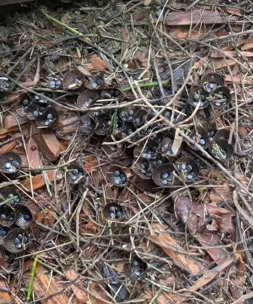 An Unexpected Garden Find That Captured Everyone’s Attention