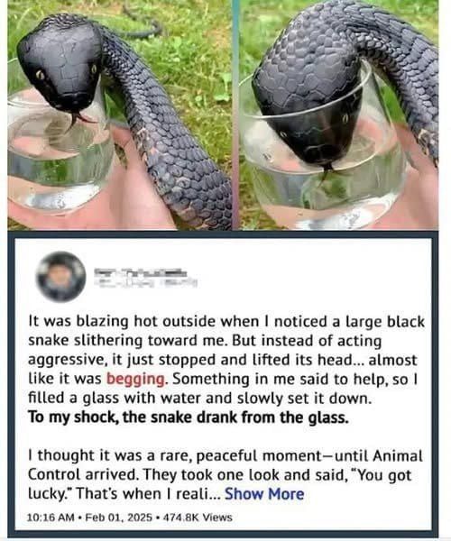 A Remarkable Moment of Compassion in the Forest