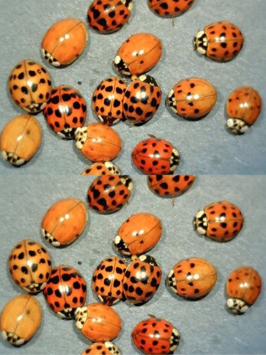 Yellow Ladybug Meaning: Symbolism, Nature, and Interesting Insights