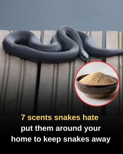 How to Use Natural Scents to Help Discourage Snakes—And What Works Over Time
