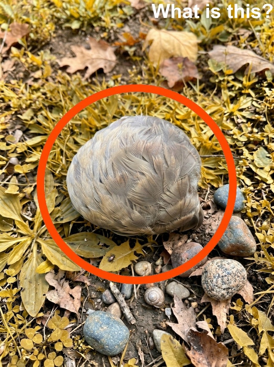 A Peaceful Moment by the Lake with a Meaningful Lesson