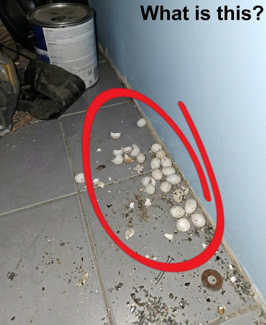 An Unexpected Discovery Found on a Garage Floor