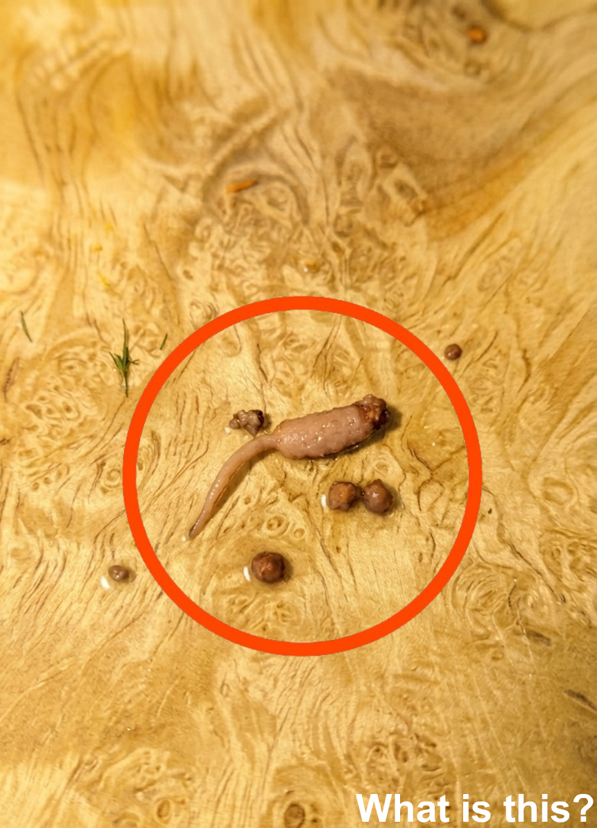 The Science Behind Why Food Can Sometimes Look Unusual and Surprising