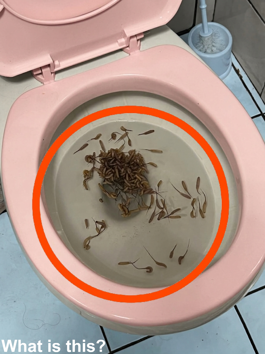 Tiny Creatures in the Toilet After Rain? What They Might Be and Why They Appear