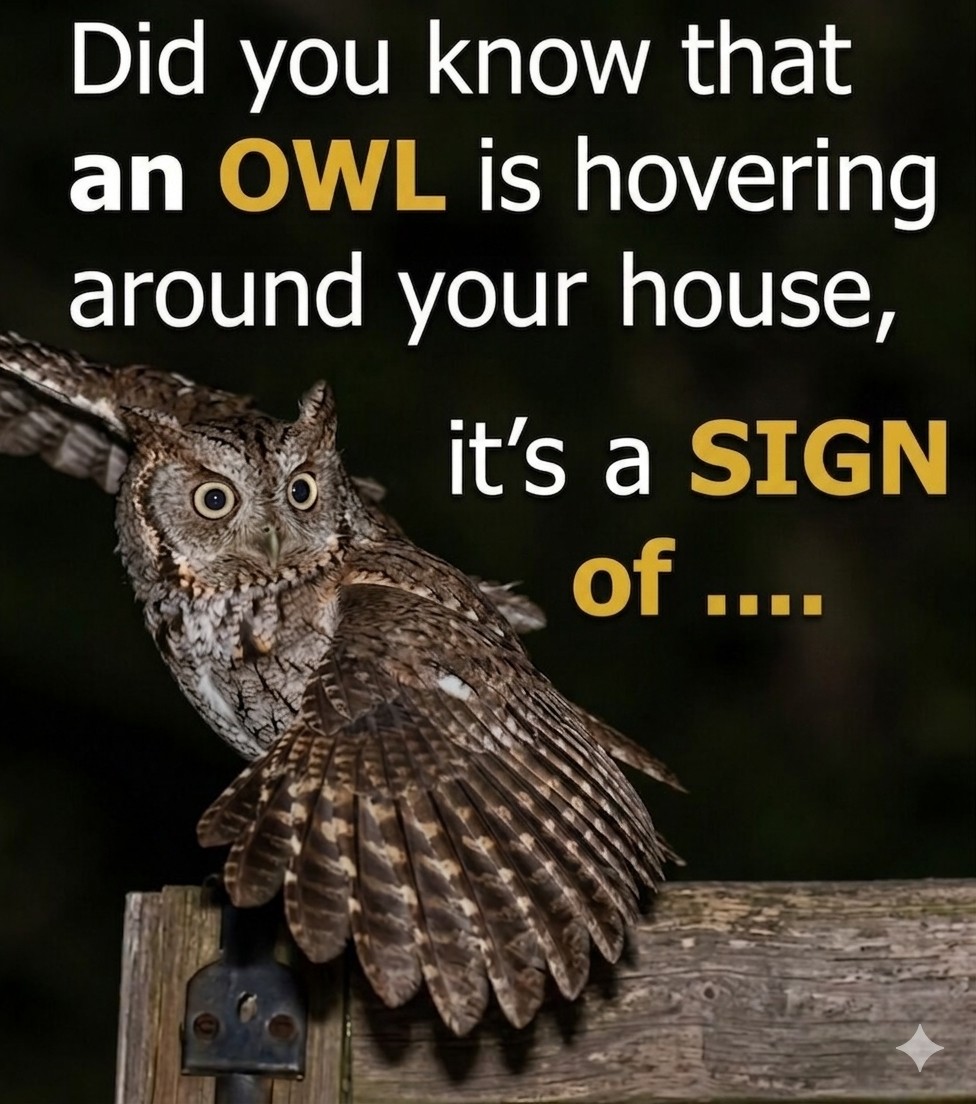 Understanding Why an Owl May Be Seen Near Your Home at Night