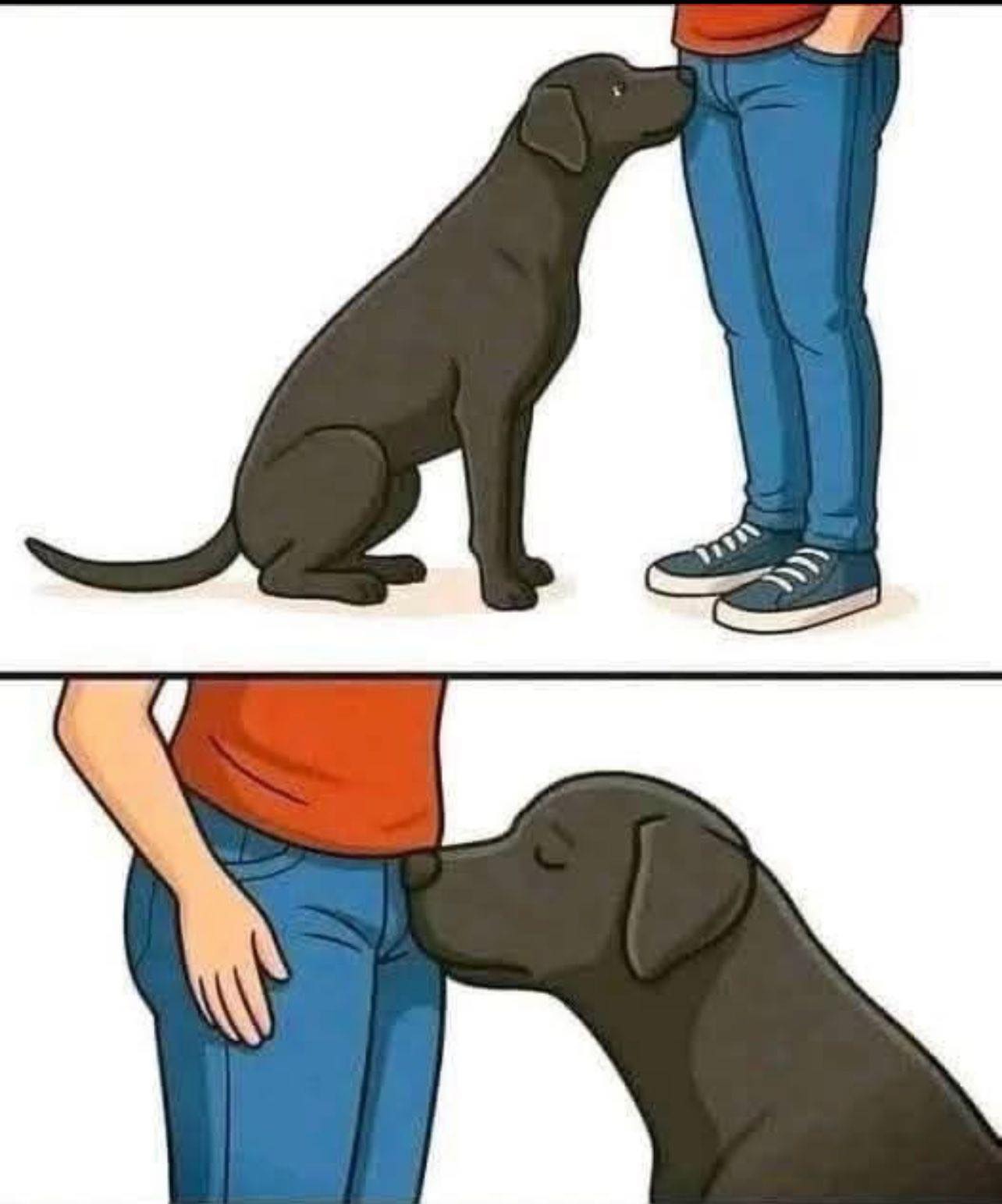 Why Dogs Sniff People and What It Can Tell Us About Their Behavior