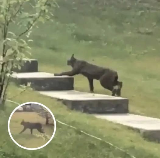 Rare Black Canada Lynx Spotted in Snow, Capturing Scientists’ Attention