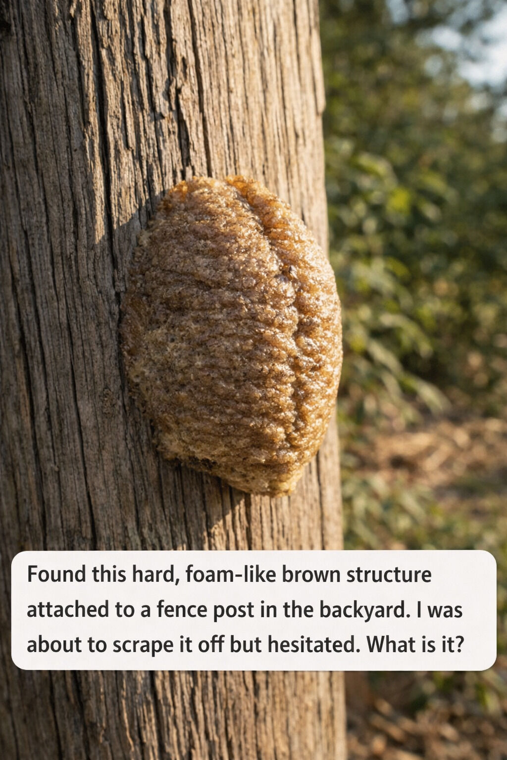 Unusual Foam-Like Substance on Your Fence? Here’s What It Could Be