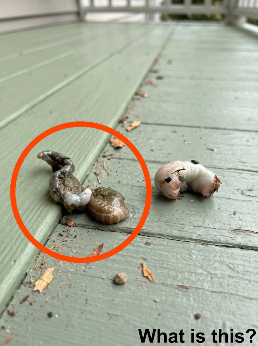 I Stepped Outside and Noticed Something Unusual on the Balcony Floor