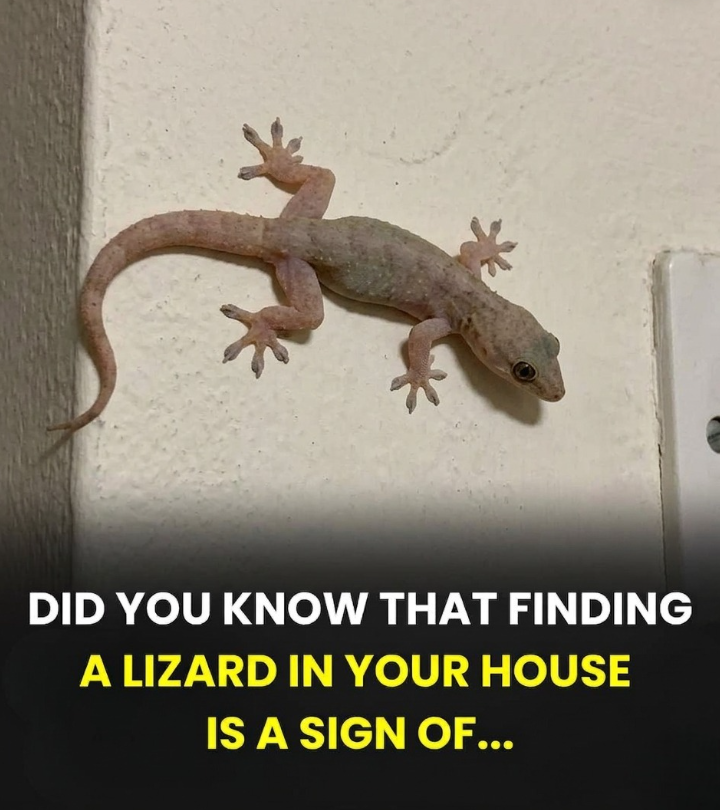 What Different Cultures Believe About Seeing a Lizard in Your Home