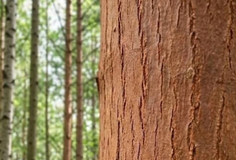 A Strange Object Found on a Tree Sparks Curiosity—Can You Identify It?