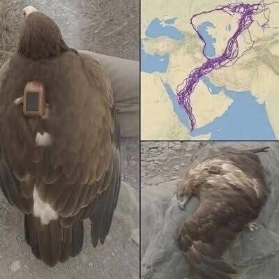 Scientists Track Eagle Over 20 Years and Discover Surprising Migration and Survival Patterns