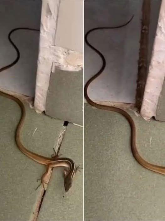 Why a Snake Might Enter Your Home and How to Handle It Safely