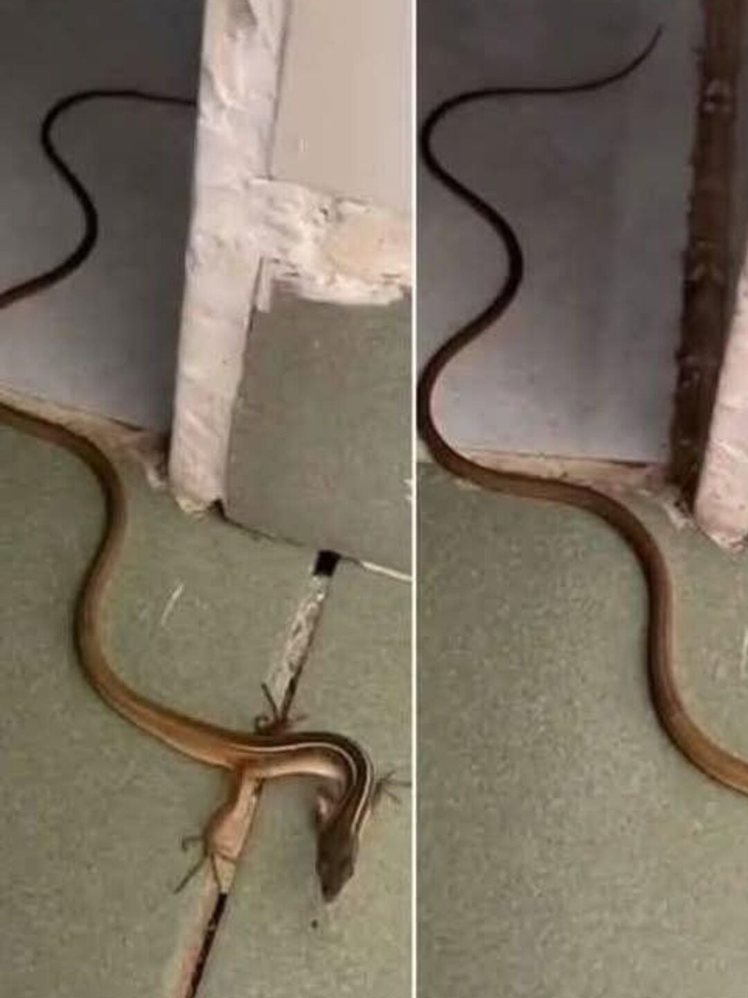 Safe Ways to Handle a Snake Encounter at Home and Tips for Prevention