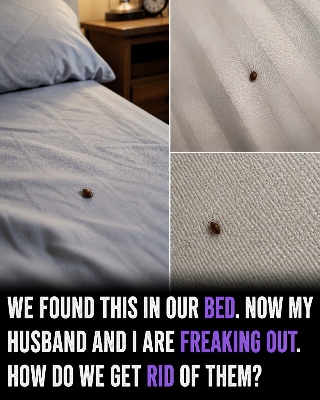 What to Do If You Find Ticks Inside Your Home and How to Prevent Them