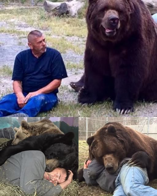 The Inspiring Story of Jimmy the Bear and a Sanctuary Built on Compassion