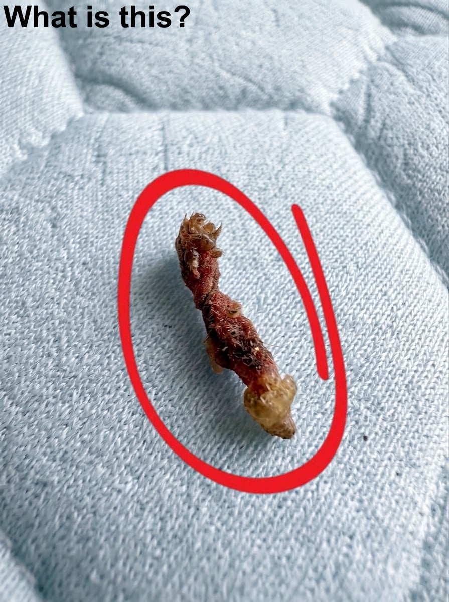 A Strange Nighttime Sensation Led to an Unexpected Discovery
