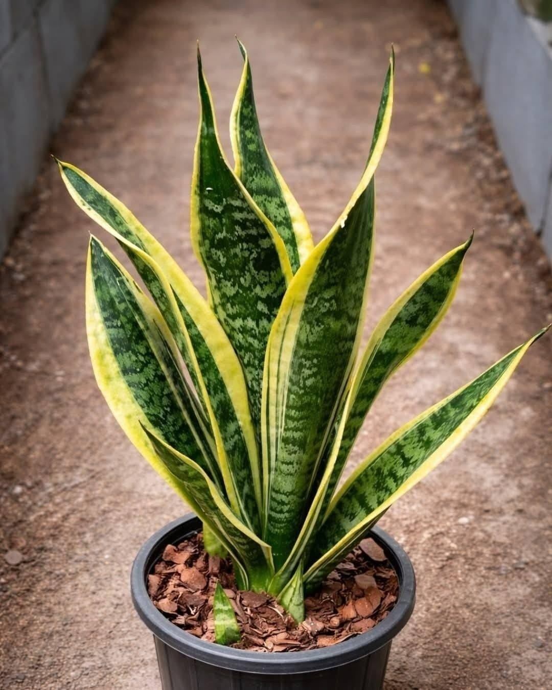What This Popular Houseplant May Say About Your Home and Lifestyle